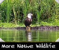 More native wildlife