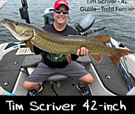Past HunterTim Scriver boated this 42-inch beauty guided by Todd Forcier