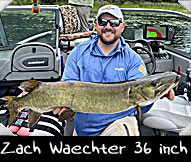 Contestant Zach Waechter boated this 36-inch musky guided by Joe Pletta